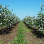 Międzygórz. Okolice ruin zamku, kwitnące sady / Emilia Sitarska / Radio Kielce