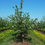 Międzygórz. Okolice ruin zamku, kwitnące sady / Emilia Sitarska / Radio Kielce