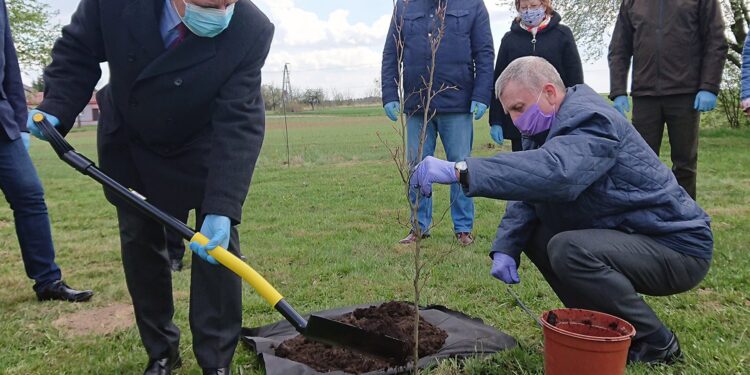 06.05.2021. Bukowie, gm. Kunów. Sadzenie buków. Na zdjęciu: Andrzej Kryj - poseł PiS (z lewej) i Stanisław Dziułka - sołtys Bukowia / Emilia Sitarska / Radio Kielce