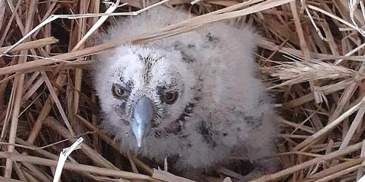 16.05.2021. Marcule. Na zdjęciu: pisklę sowy uszatki / Radosław Koniarz