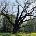 14.05.2021. Zagnańsk. Dąb Bartek / Wiktor Taszłow / Radio Kielce