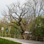 14.05.2021. Zagnańsk. Dąb Bartek / Wiktor Taszłow / Radio Kielce