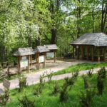 14.05.2021. Zagnańsk. Dąb Bartek / Wiktor Taszłow / Radio Kielce