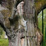 14.05.2021. Zagnańsk. Dąb Bartek / Wiktor Taszłow / Radio Kielce