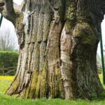 14.05.2021. Zagnańsk. Dąb Bartek / Wiktor Taszłow / Radio Kielce