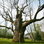 „Bartek” ma się dobrze