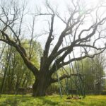 14.05.2021. Zagnańsk. Dąb Bartek / Wiktor Taszłow / Radio Kielce