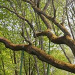 14.05.2021. Zagnańsk. Dąb Bartek / Wiktor Taszłow / Radio Kielce