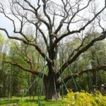 14.05.2021. Zagnańsk. Dąb Bartek / Wiktor Taszłow / Radio Kielce