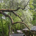 14.05.2021. Zagnańsk. Dąb Bartek / Wiktor Taszłow / Radio Kielce