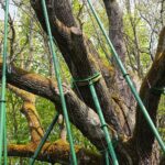 14.05.2021. Zagnańsk. Dąb Bartek / Wiktor Taszłow / Radio Kielce