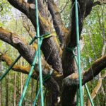 14.05.2021. Zagnańsk. Dąb Bartek / Wiktor Taszłow / Radio Kielce