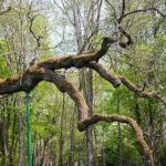 14.05.2021. Zagnańsk. Dąb Bartek / Wiktor Taszłow / Radio Kielce