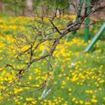 14.05.2021. Zagnańsk. Dąb Bartek / Wiktor Taszłow / Radio Kielce