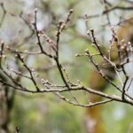 14.05.2021. Zagnańsk. Dąb Bartek / Wiktor Taszłow / Radio Kielce