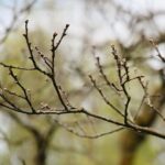 14.05.2021. Zagnańsk. Dąb Bartek / Wiktor Taszłow / Radio Kielce