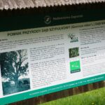 14.05.2021. Zagnańsk. Dąb Bartek / Wiktor Taszłow / Radio Kielce