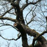 14.05.2021. Zagnańsk. Dąb Bartek / Wiktor Taszłow / Radio Kielce