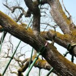 14.05.2021. Zagnańsk. Dąb Bartek / Wiktor Taszłow / Radio Kielce