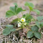 16.05.2021. Porąbki. Plantacja truskawek / Wiktor Taszłow / Radio Kielce