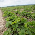 16.05.2021. Porąbki. Plantacja truskawek / Wiktor Taszłow / Radio Kielce