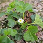 16.05.2021. Porąbki. Plantacja truskawek / Wiktor Taszłow / Radio Kielce