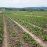 16.05.2021. Porąbki. Plantacja truskawek / Wiktor Taszłow / Radio Kielce