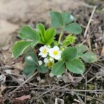 16.05.2021. Porąbki. Plantacja truskawek / Wiktor Taszłow / Radio Kielce