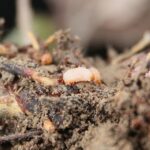 16.05.2021. Porąbki. Plantacja truskawek / Wiktor Taszłow / Radio Kielce