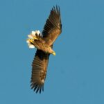 16.08.2020 Ruda Maleniecka. Bielik / Zbigniew Woźniak