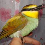 Żołna / arch. Karoliny Siedleckiej-Kowalczewskiej