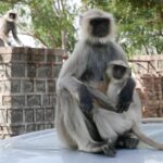 Indie / Danuta Rasała