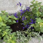 11.06.2021. Sandomierz. Nasadzenia na starówce / Grażyna Szlęzak-Wójcik / Radio Kielce