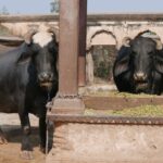 Indie / Danuta Rasała