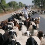 Indie / Danuta Rasała