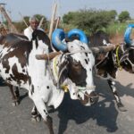 Indie / Danuta Rasała