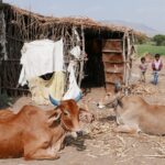 Indie / Danuta Rasała