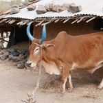 Indie / Danuta Rasała