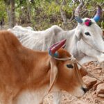 Indie / Danuta Rasała