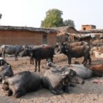 Indie / Danuta Rasała