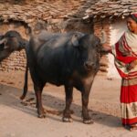 Indie / Danuta Rasała