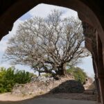 Indie / Danuta Rasała