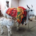 Indie / Danuta Rasała