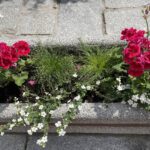 11.06.2021. Sandomierz. Nasadzenia na starówce / Grażyna Szlęzak-Wójcik / Radio Kielce