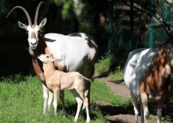 Gdański Ogród Zoologiczny / Facebook