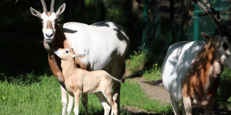 Gdański Ogród Zoologiczny / Facebook