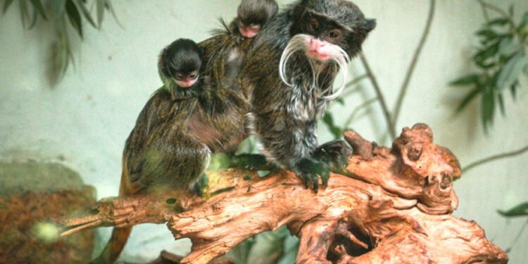 Tamaryny cesarskie / archiwum ZOO w Opolu