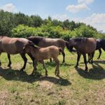 Koniki polskie / Zespół Świętokrzyskich i Nadnidziańskich Parków Krajobrazowych