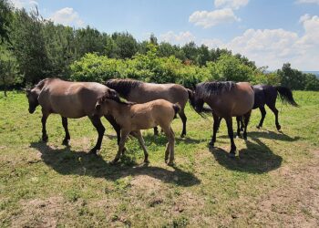 Koniki polskie / Zespół Świętokrzyskich i Nadnidziańskich Parków Krajobrazowych