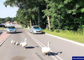 policja.gov.pl